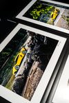 Aventador SV Framed Prints